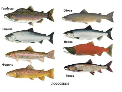 Какую выбрать рыбу?